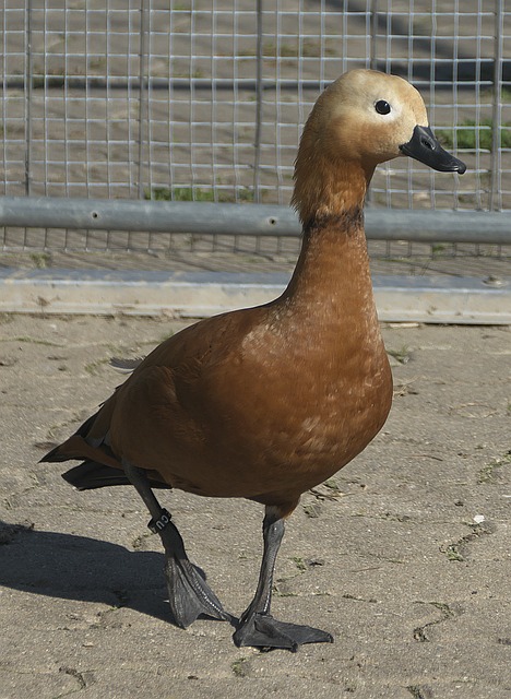 能否为新赛