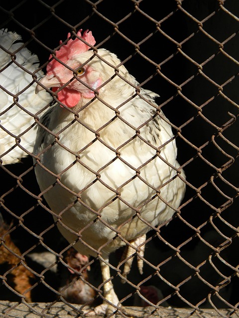 球星个体发 球星个体发