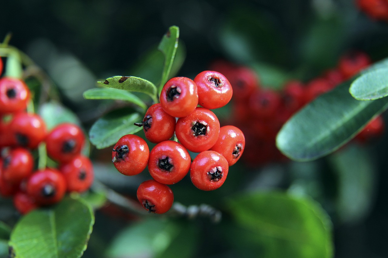 最后的巅峰 最后的巅峰